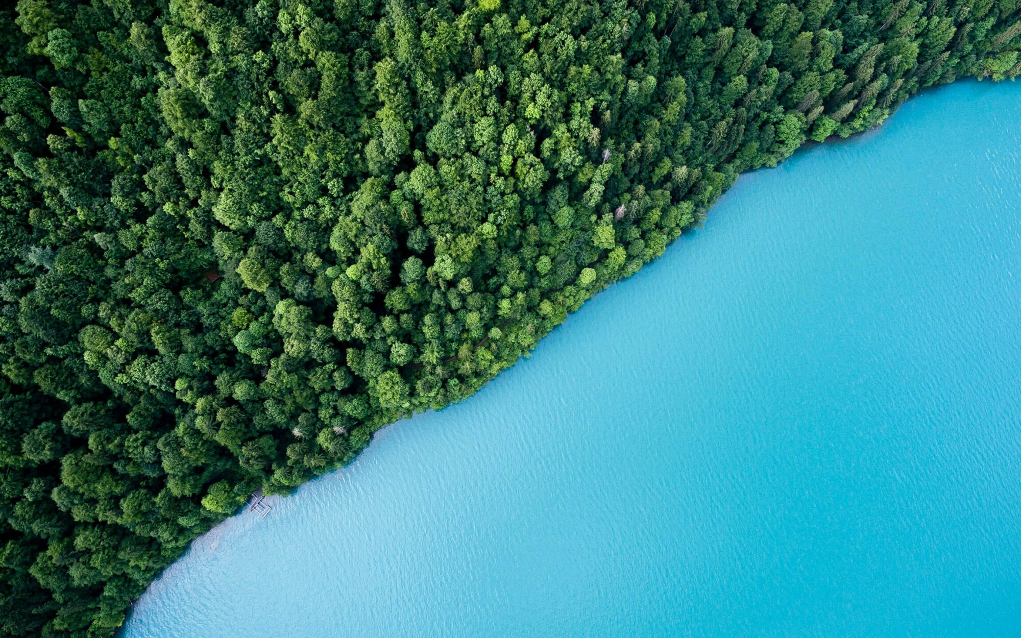 Lush green forest bordering vibrant turquoise water, top-down view